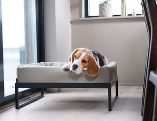 Upphækkaður Bia Bed standur