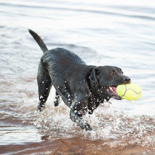 KONG AirDog® Squeaker amerískur fótbolti