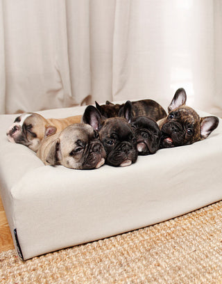 Bómullar áklæði á Bia Bed