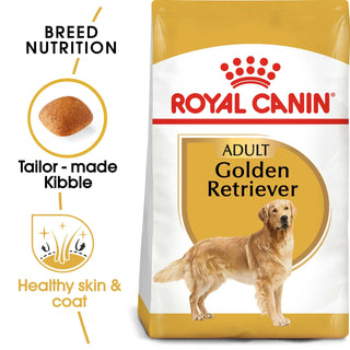 Golden Retriever Adult