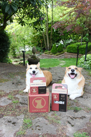 Plastlausir kúkapokar