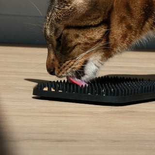 Sleikimotta fyrir ketti