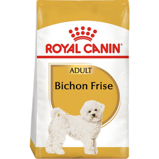 Bichon Frise